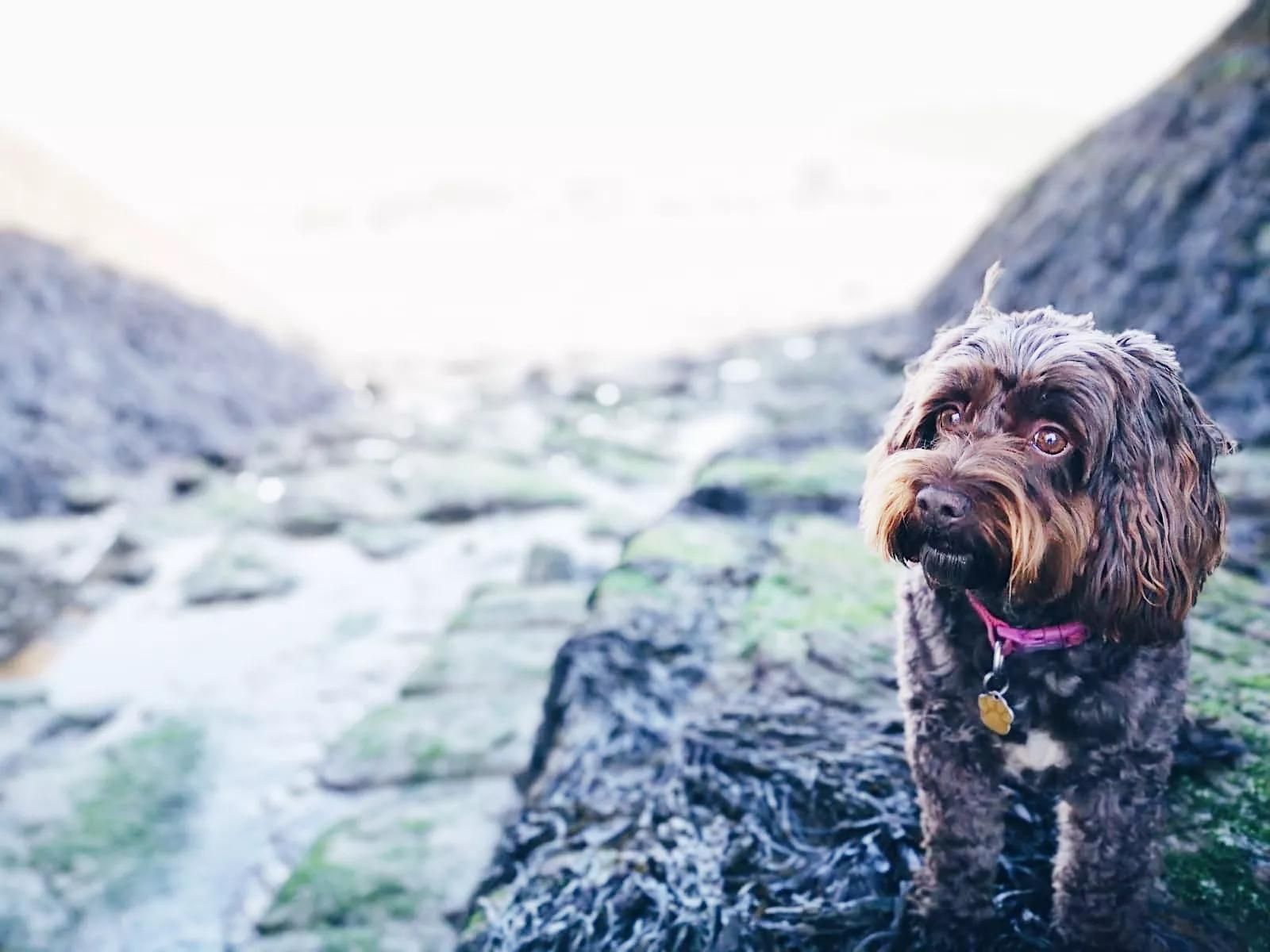 Natalie, dog, North Cornish coast, walk