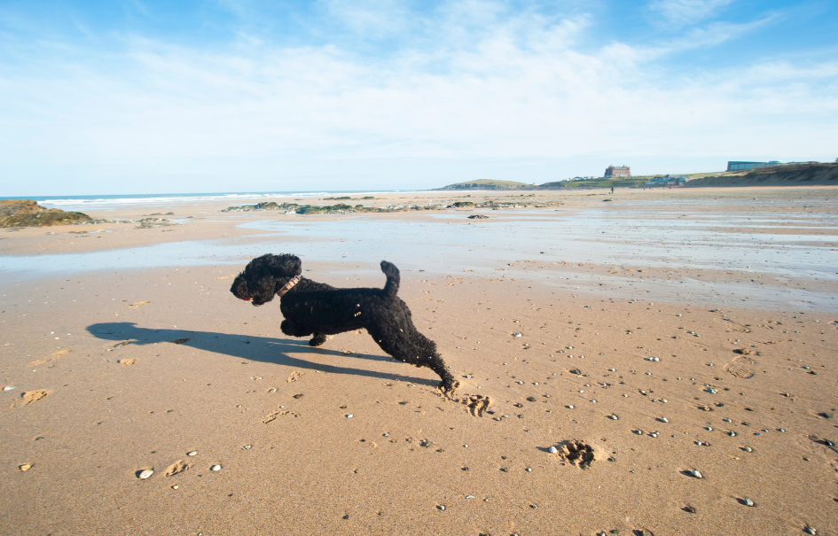 Luxury Coastal Dog Friendly Newquay
