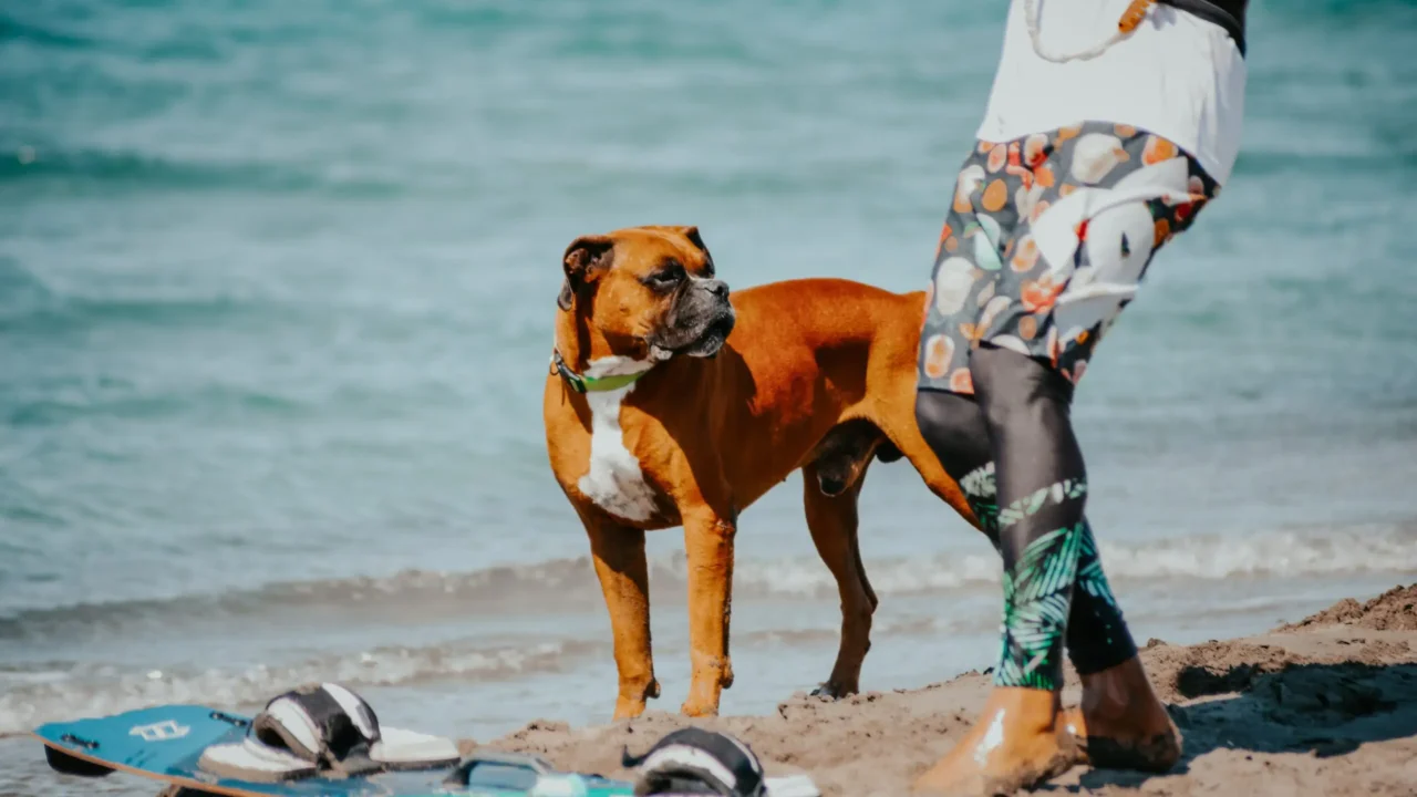 Luxury Coastal Watergate Bay Dog Friendly Cottages