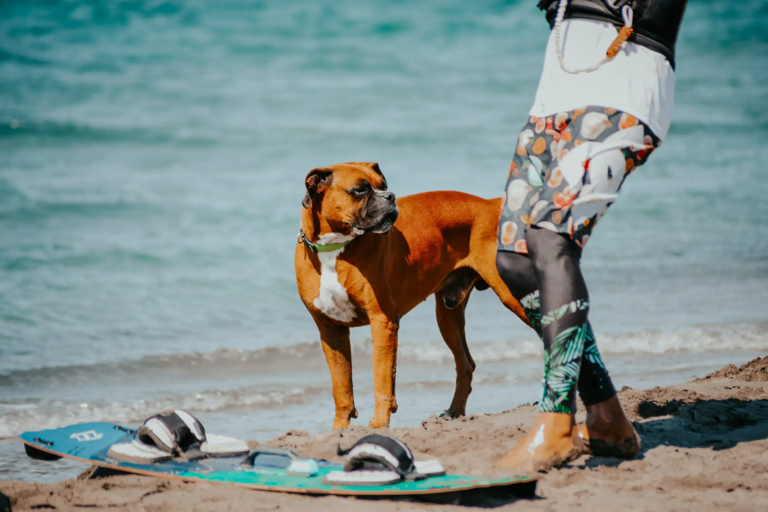 Luxury Coastal Watergate Bay Dog Friendly Cottages