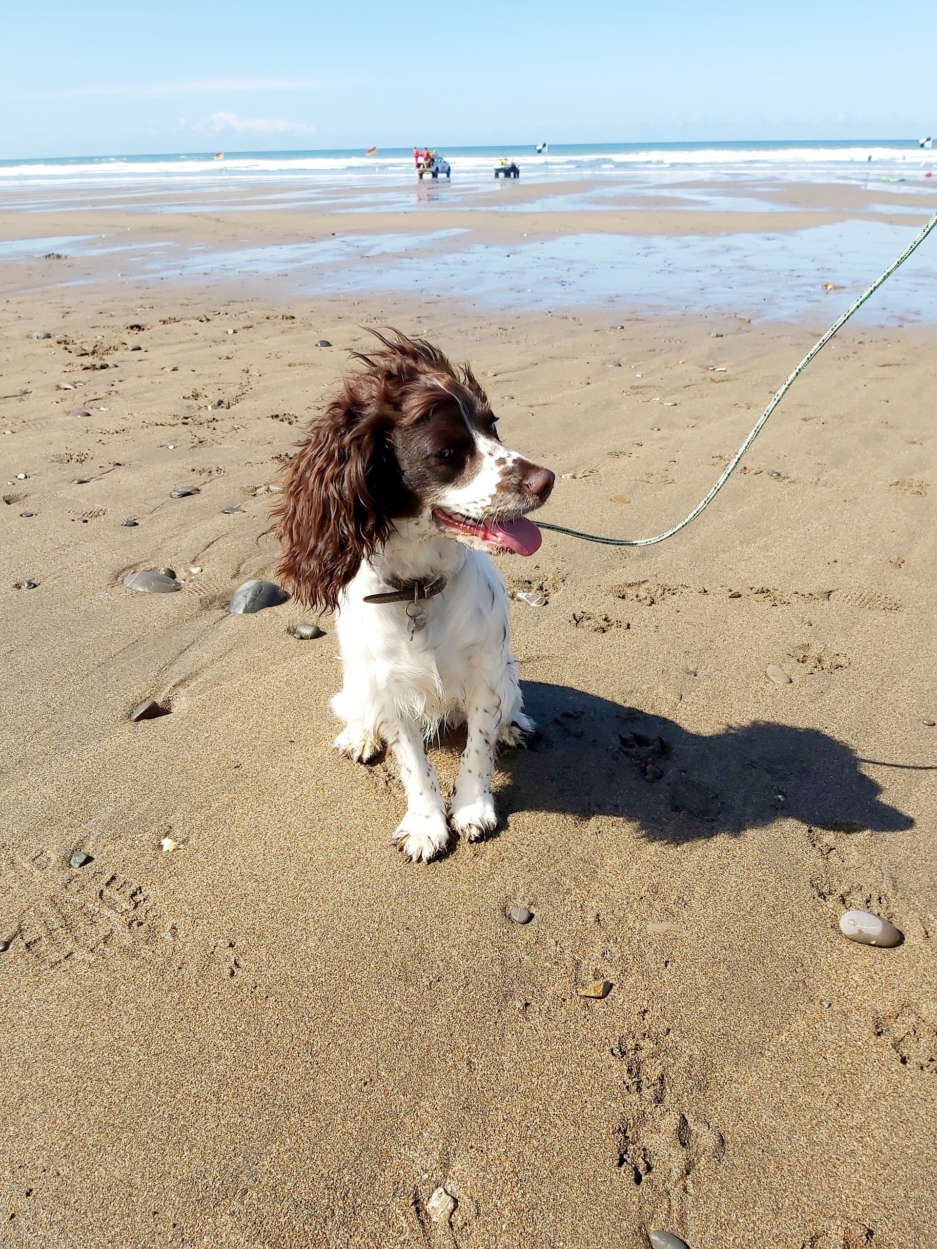 dog friendly beaches luxury coastal