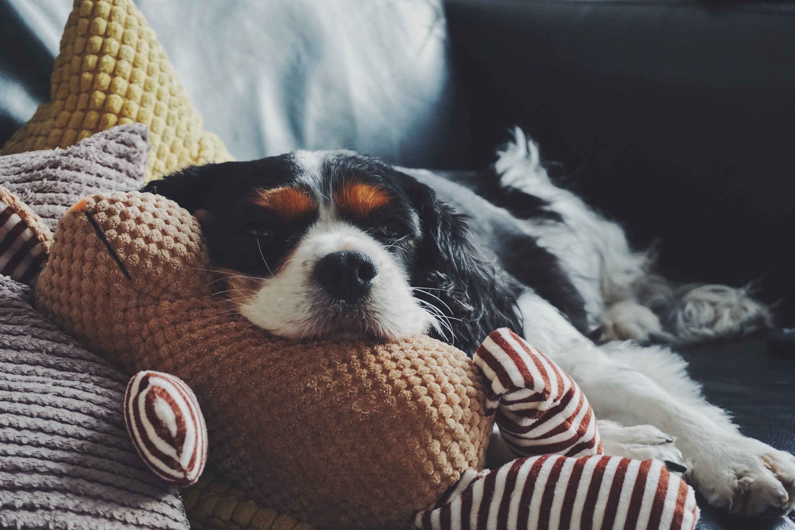 Owner tips for pet friendly properties