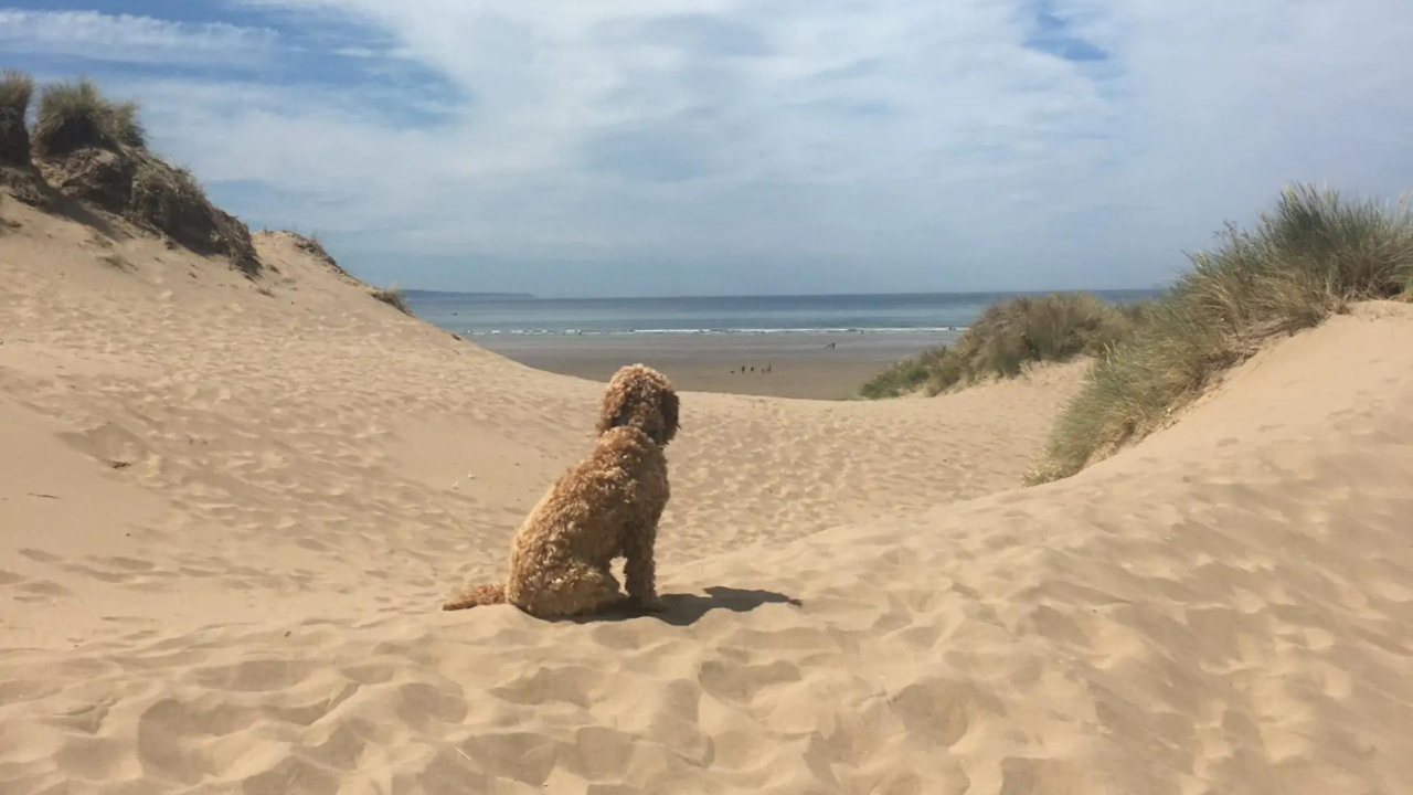 dog friendly devon