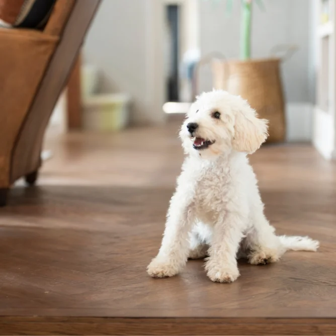 Luxury Coastal - dog friendly inspire block