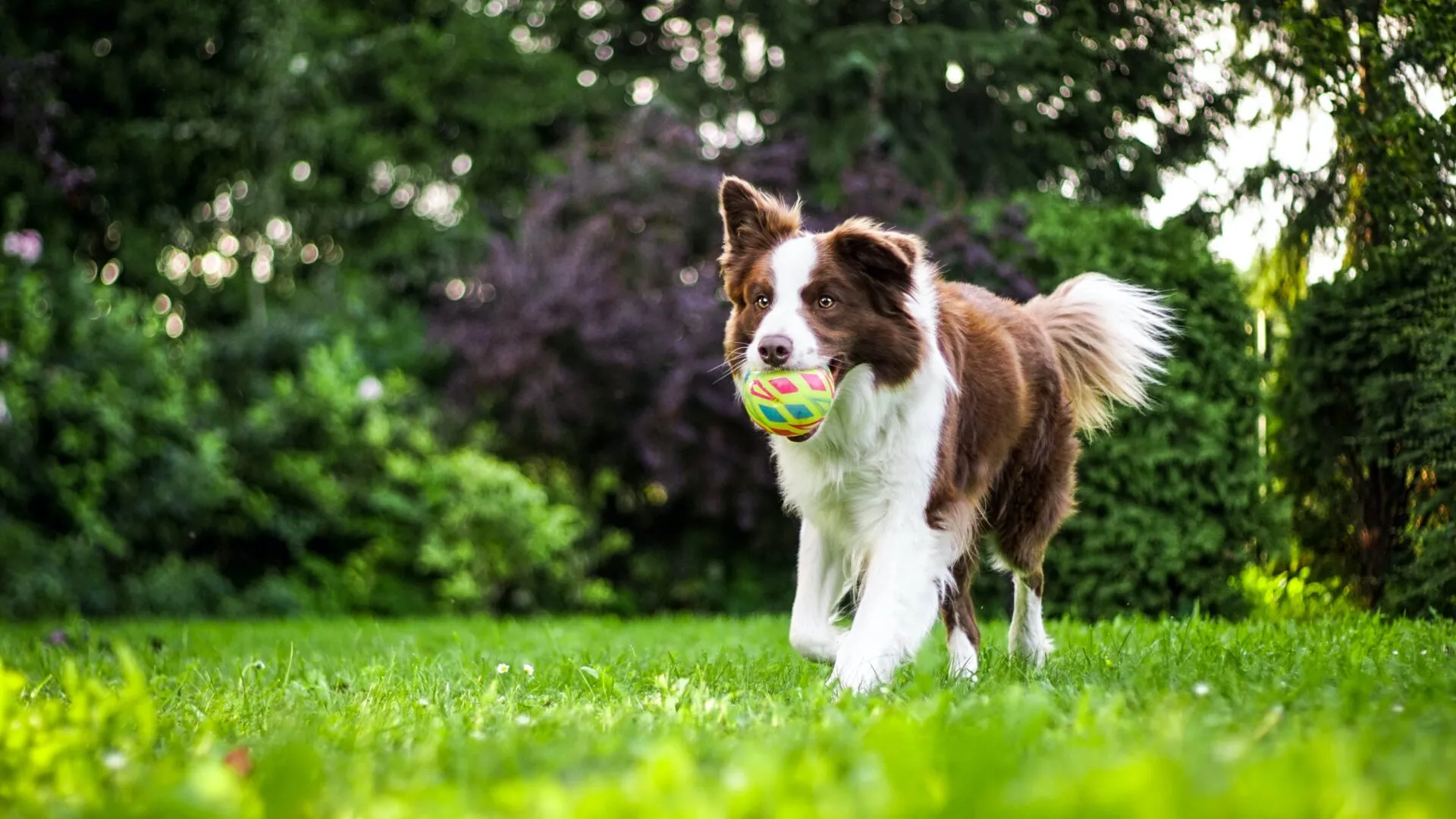 Dog friendly cottages in Devon