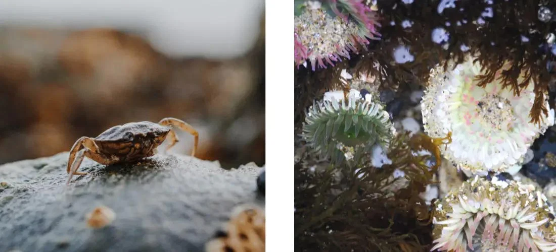 rockpooling luxury coastal