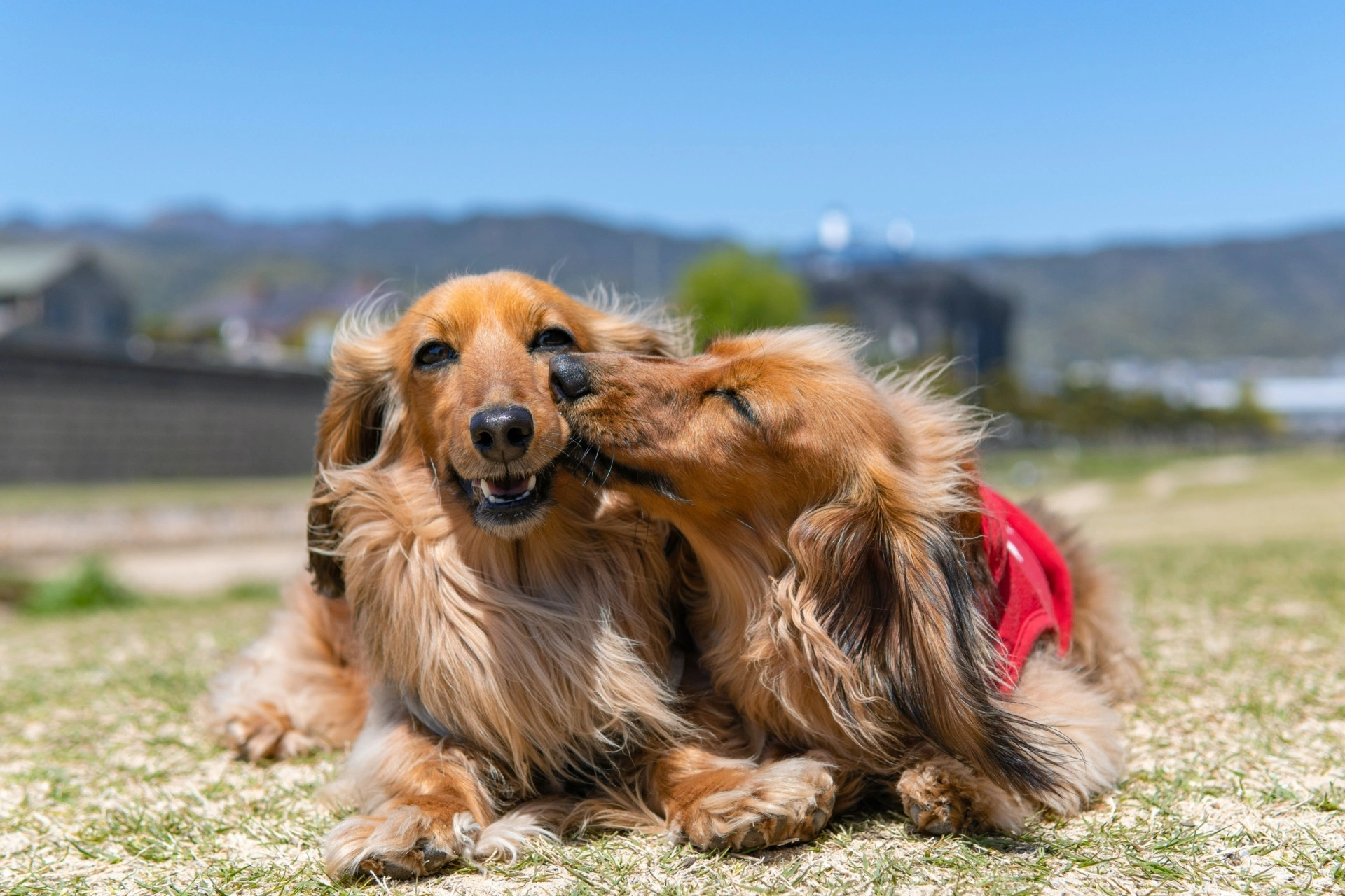 owners pet friendly, dogs