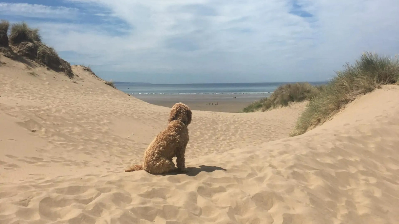 dog friendly devon