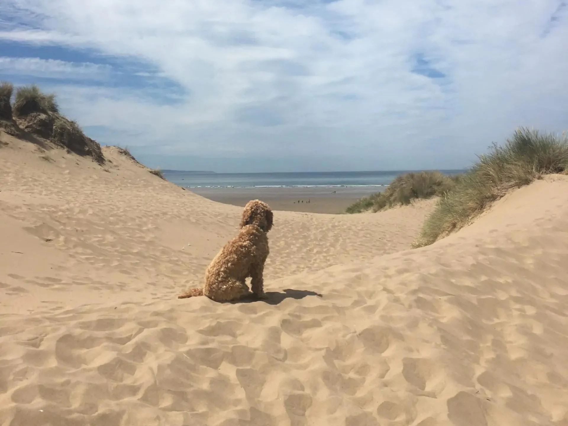 Dog-friendly Devon