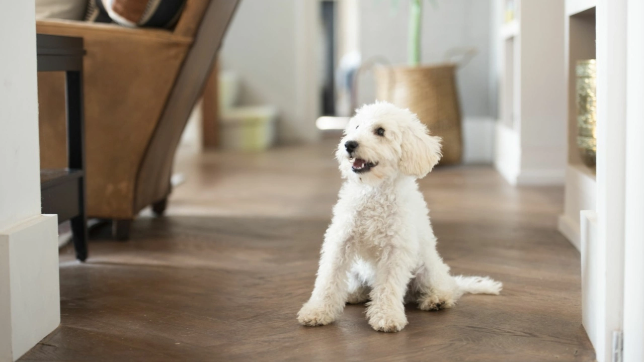 Dog-friendly holiday homes for New Year in Devon, Cornwall and Somerset