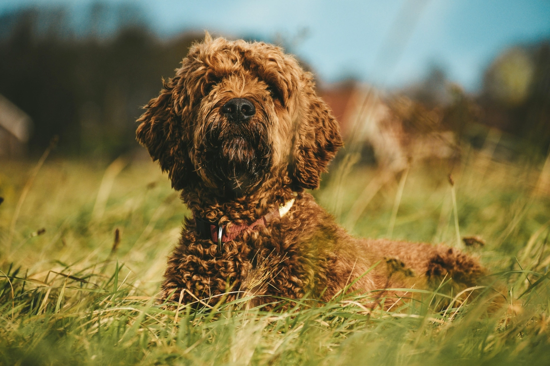 Cute dog on walk, self-catering holidays in Cornwall, Devon and Somerset